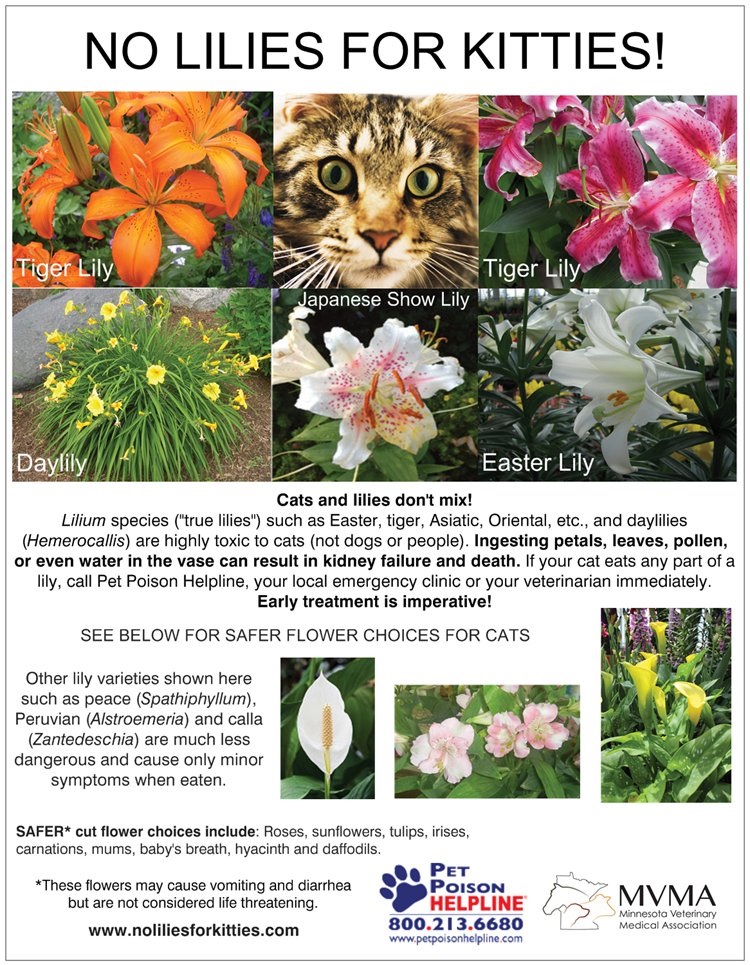 List of Toxic Plants for Cats Cat Caretaker's Guide