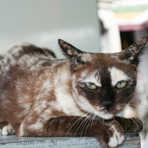 Torti Point Siamese Cat