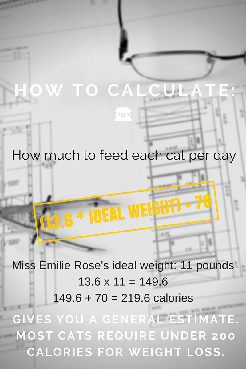 How To Calculate Calories